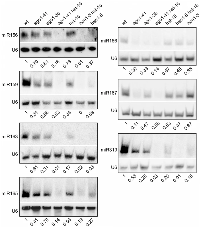 Reduced Accumulation of miRNAs in Various miRNA Biogenesis Mutant Backgrounds as Determined by Northern Blotting.