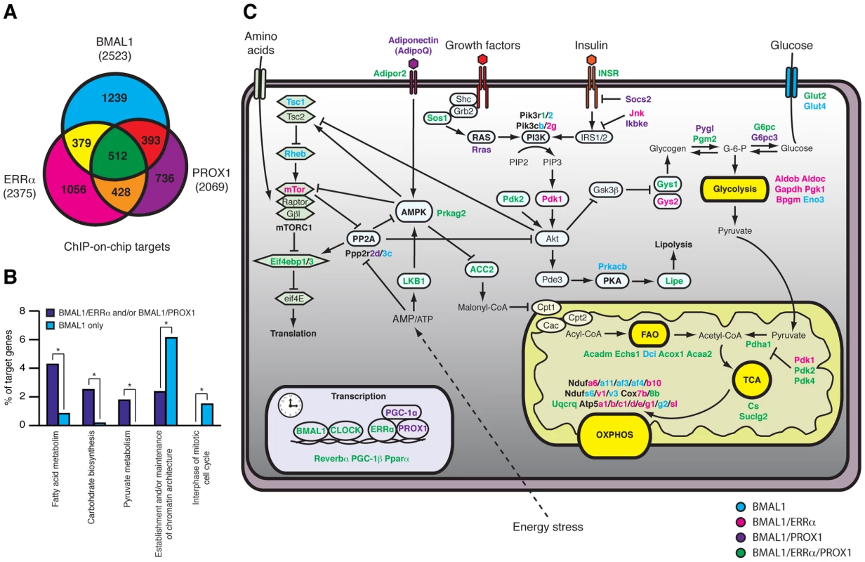 ERRα, PROX1, and BMAL1 genomic convergence linking the clock with metabolism.