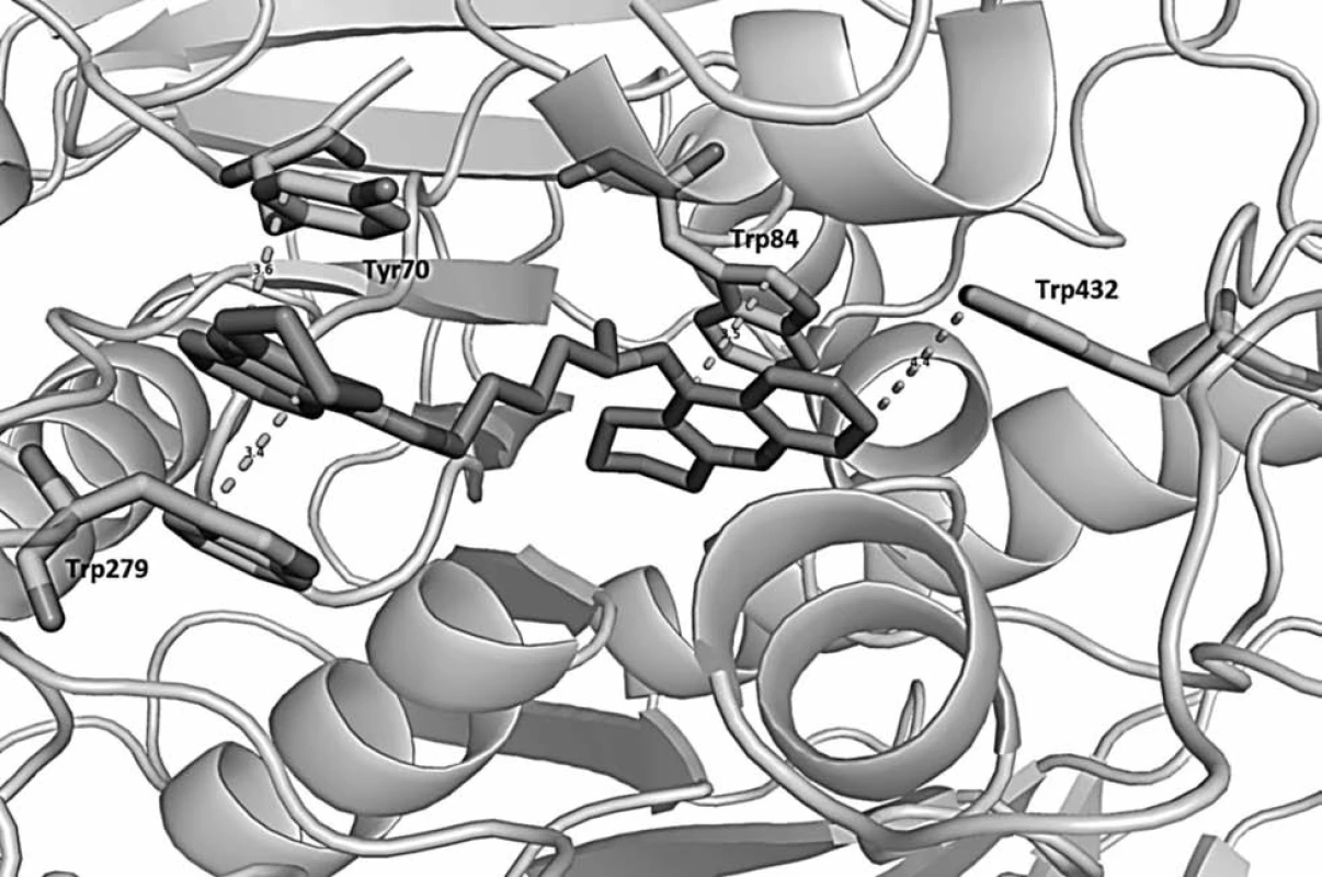 Prostorová orientace bis-7-takrinu v AChE z Torpedo californica (PDB code: 2ckm) a významné interakce s aminokyselinovými rezidui. Látka působí v periferním anionickém místě (Trp279, Tyr70) i katalytické části enzymu (Trp84,Trp432) a svou délkou mezi oběma takrinovými částmi dává látce charakter duálního inhibitoru. Vzdálenost je udávána v angstromech (Å). Obrázek byl vytvořen pomocí PyMol viewer (v. 1.3.)&lt;sup&gt;38)&lt;/sup&gt;.
