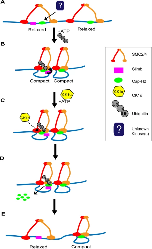 Two-step model of Cap-H2 eviction from chromatin.