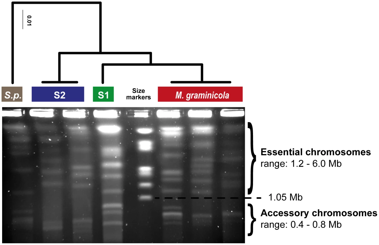 Diversity in essential and accessory chromosomes in the <i>Mycosphaerella</i> clade.