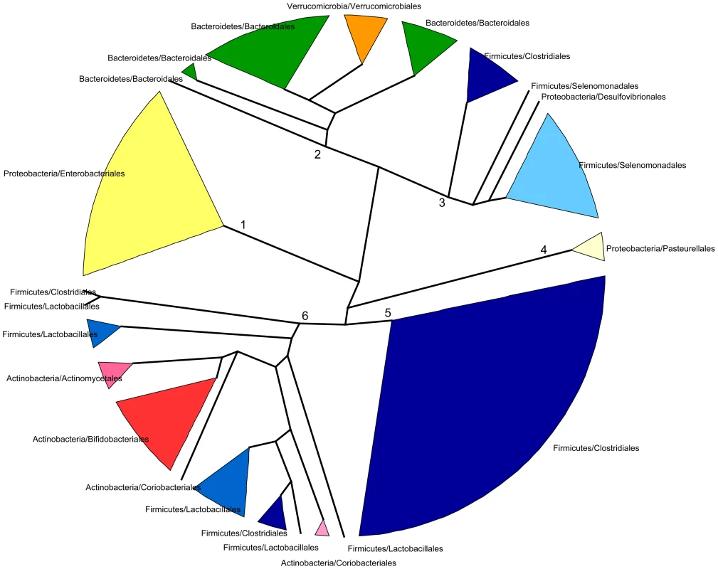 Dendrogram showing six main groups of gut microbiota genera based on functional profile clustering.