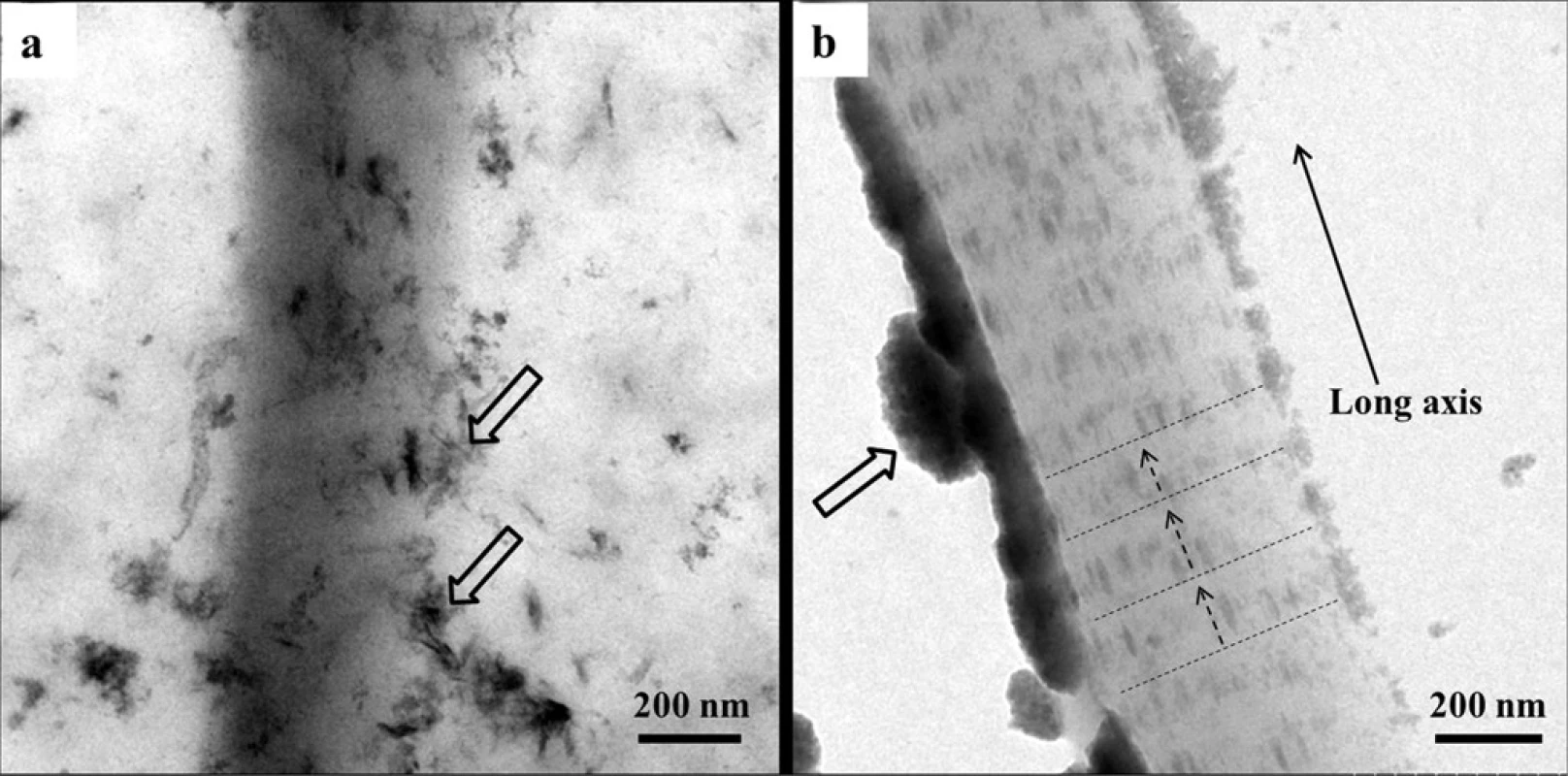 Representative TEM images of unstained samples of collagen fibrils. (a), a collagen fibril mineralized with SBF, the open arrows indicating needle-like crystals as extrafibrillar minerals; (b), a collagen fibril mineralized with nanocomplexes of CMC/ACP regained by dissolving their scaffolds in SBF solution, the open arrows indicating nanocomplexes of CMC/ACP, the dash lines indicating the cross-bandings formed by mineral crystals and the arrows of dash line denoting the orientation of mineral crystals.