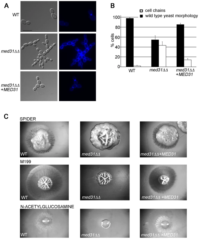 Med31 is required for cytokinesis and filamentous growth of <i>C. albicans</i>.
