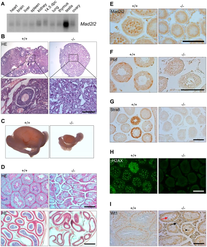 Mad2l2 expression and loss of germ cells from mutant ovaries and testes.