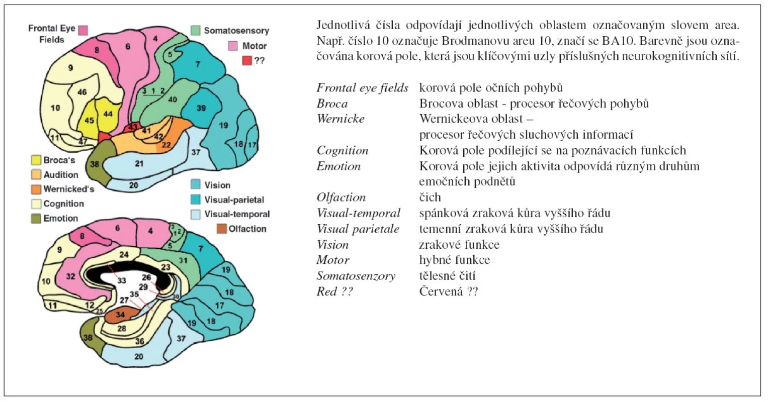 Brodmanova mapa cytoarchitektonických polí kůry lidského mozku