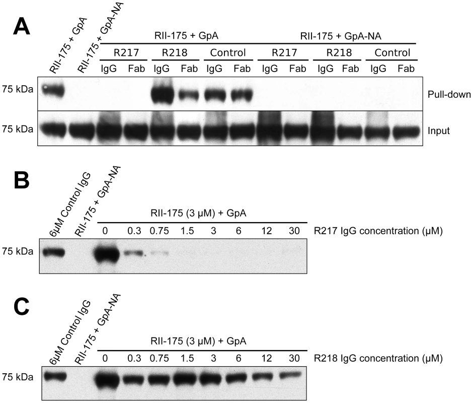 Direct antibody-inhibition of GpA binding by RII.