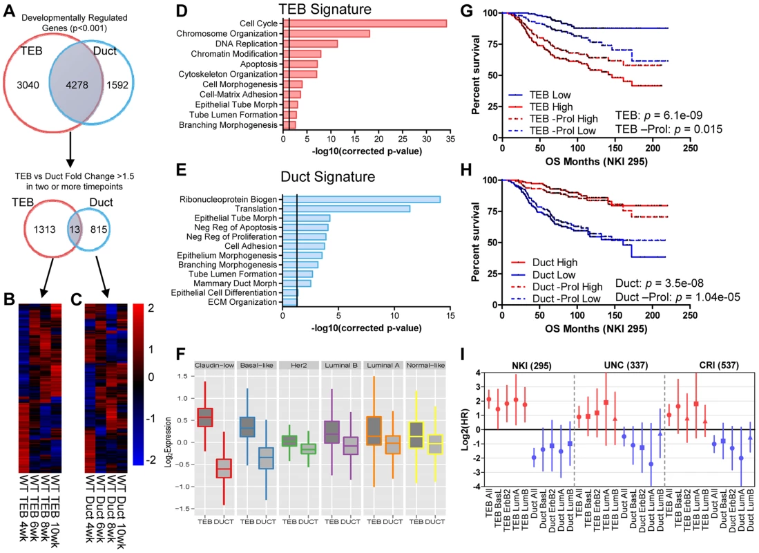 Developmental TEB and duct gene signatures derived from time course expression profiling predict breast cancer prognosis.