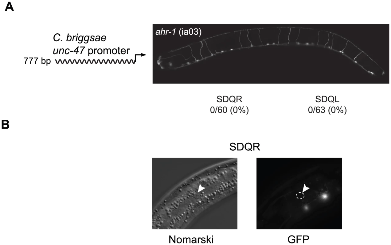 Expression of the <i>C. briggsae unc-47::GFP</i> transgene in SDQR/L requires AHR-1.