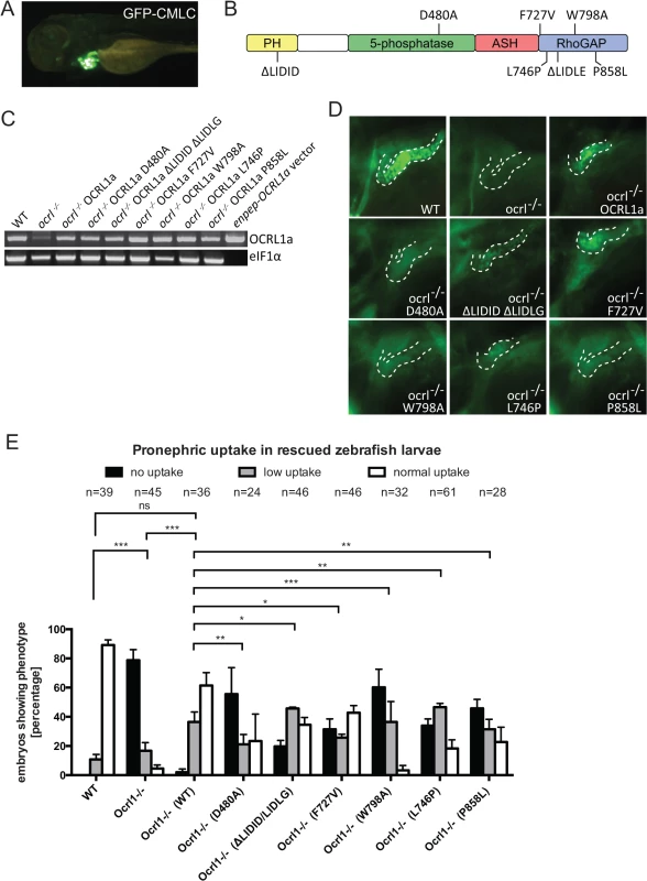 Rescue of the pronephric uptake defect in OCRL1 deficient embryos.