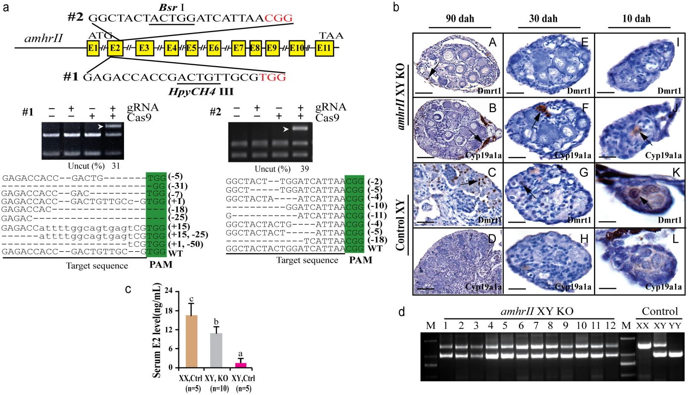 Knockout of <i>amhrII</i> by CRISPR/Cas9 resulted in male to female sex reversal in XY fish.