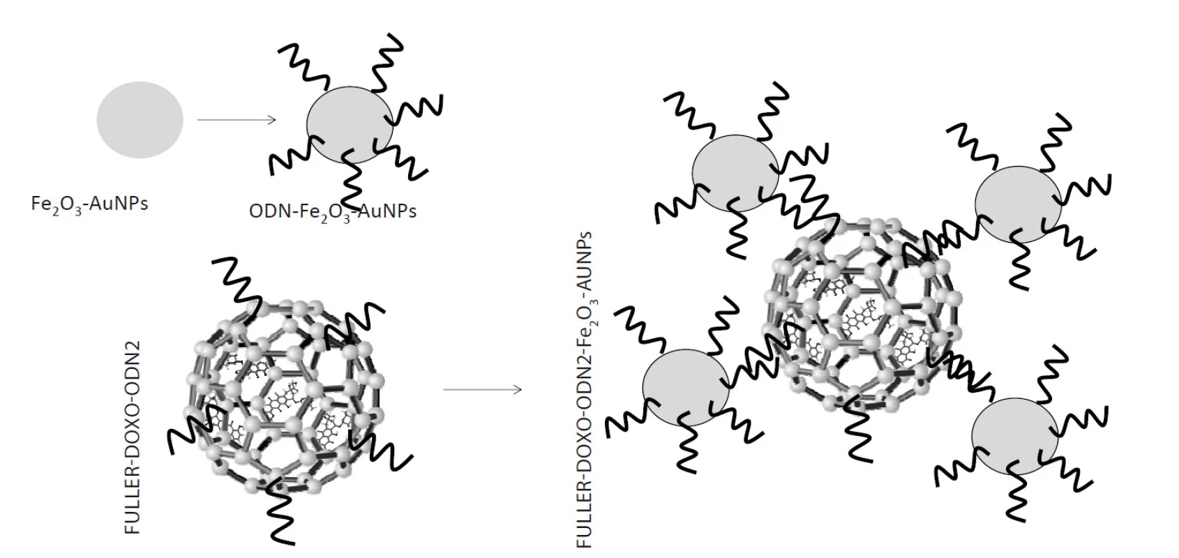 Předpokládané schéma interakce DOXO s fullerenem za vytvoření komplexu FULLER-DOXO. Následně byl tento komplex modifikován ODN2 za vytvoření komplexu FULLER-DOXO-ODN2.
