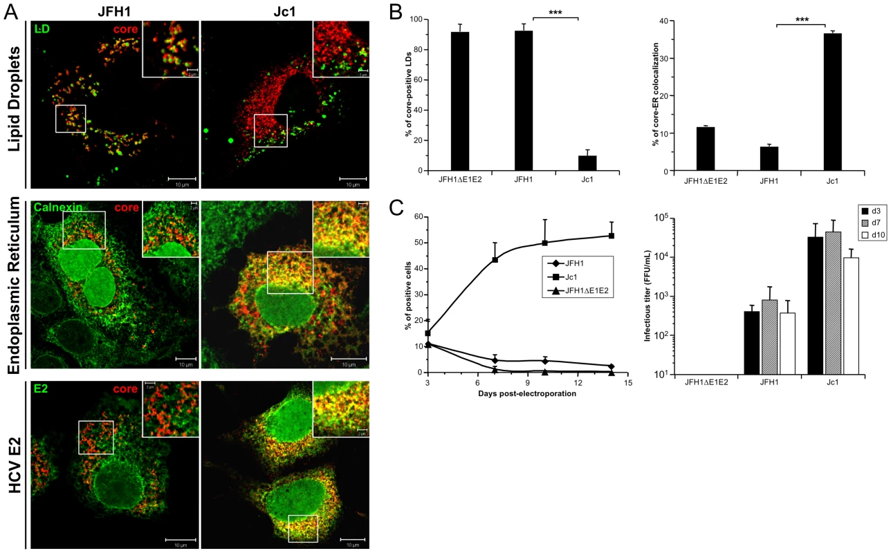 Differential intracellular localization of JFH1 and Jc1 core proteins expressed from HCVcc.