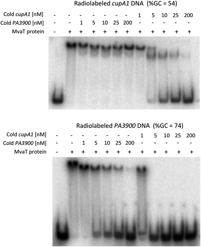DNA competition binding assay for MvaT binding to <i>cupA1</i> promoter DNA and <i>PA3900</i> fragment.