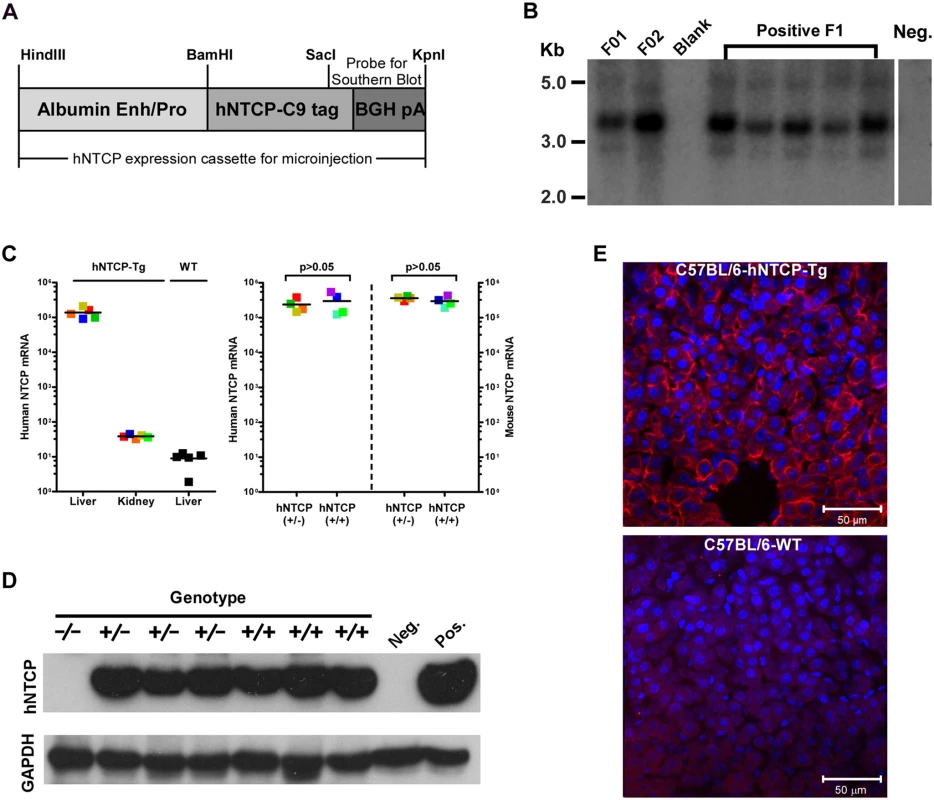 Human NTCP transgenic (hNTCP-Tg) C57BL/6 mice.