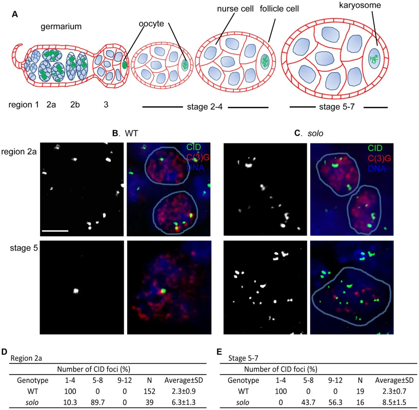 Centromere clustering, pairing and cohesion in <i>solo</i> and WT germ cells.