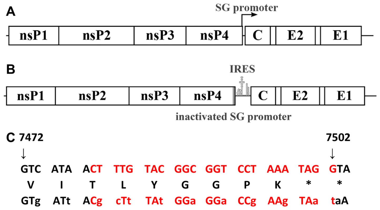 Genetic organization of wild-type CHIKV and the sequence of the subgenomic promoter.