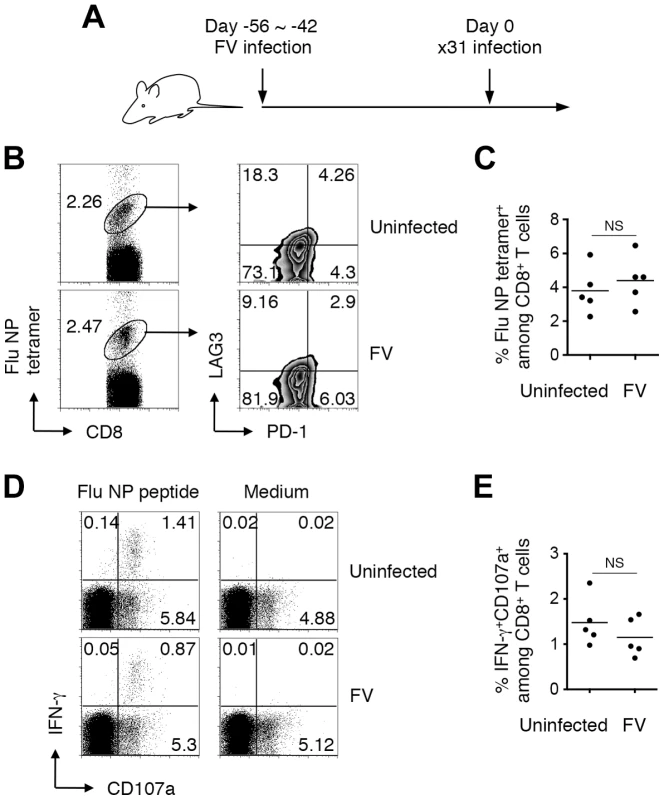 Generation of CD8<sup>+</sup> T cell responses in mice chronically infected with FV.