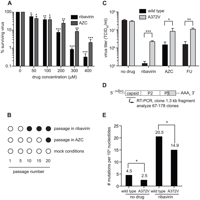Isolation of an RNA mutagen resistant CVB3 with a high fidelity RdRp.