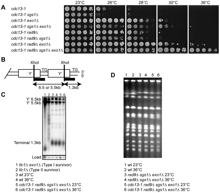Sgs1, Exo1, and Rad9 affect cell proliferation of <i>cdc13-1</i> strains.
