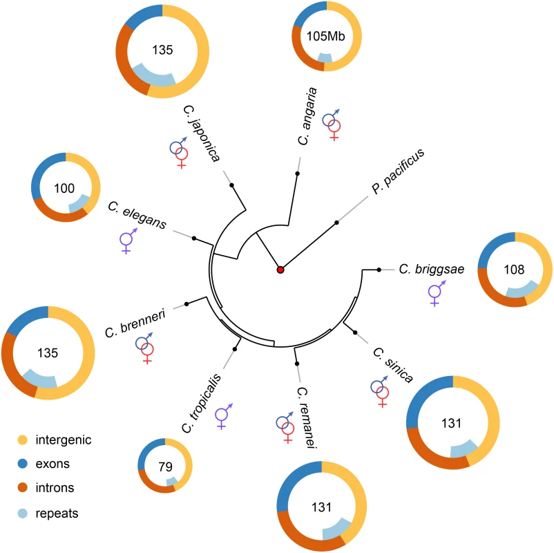 Genome content analysis across the <i>Caenorhabditis</i> Elegans supergroup (with outgroup species <i>C. angaria</i> and the distantly related <i>P. pacificus</i>).