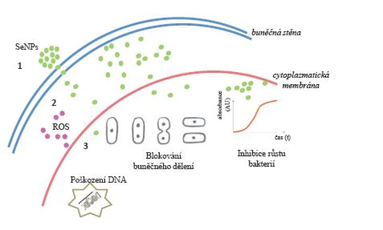 Znázornění pravděpodobného biologického efektu nanočástic selenu s prokaryotickou (bakteriální) buňkou: 1 – prostup selenových nanočástic přes buněčnou stěnu do periplazmy (pravděpodobně chemickým gradientem či difuzí); 2 – prostup SeNPs přes cytoplazmatickou membránu do cytoplazmy (pravděpodobně iontovými kanály); 3 – doposud nepříliš jasnými mechanismy vytvoření kyslíkových radikálů, interakce s DNA, pozastavení buněčných procesů replikace či transkripce, inhibice dělení buněk, procesy vedoucí k celostnímu poškození bakteriální buňky