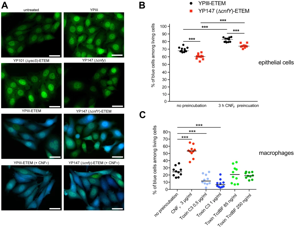 CNF<sub>Y</sub>-mediated increase of Yop delivery into epithelial cells and macrophages.