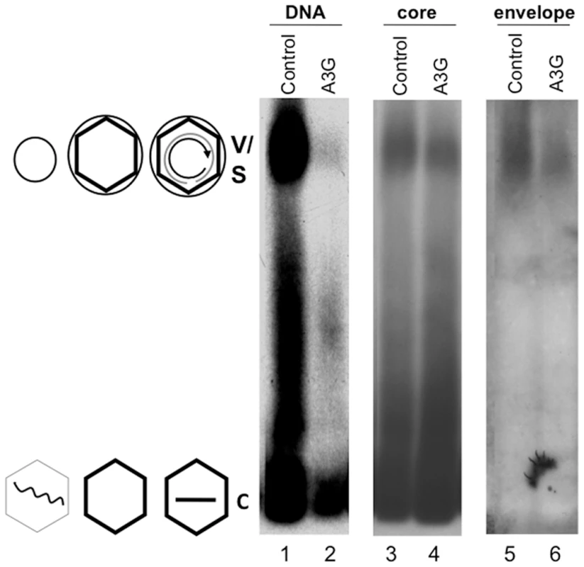 Inhibition of HBV DNA synthesis by Apobec3G did not block virion secretion.