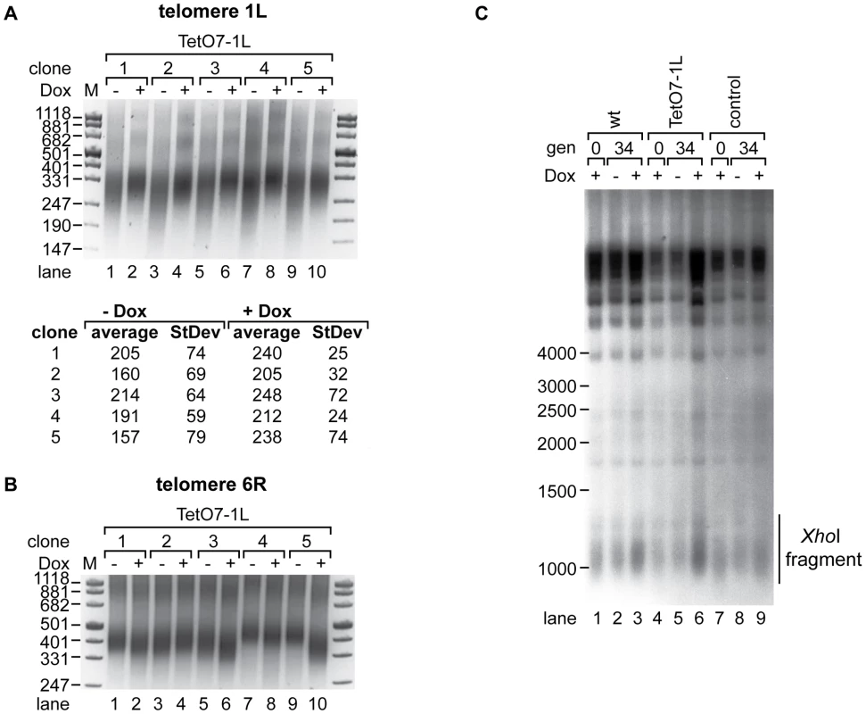 1L TERRA acts in cis and leads to shortening of telomere 1L.