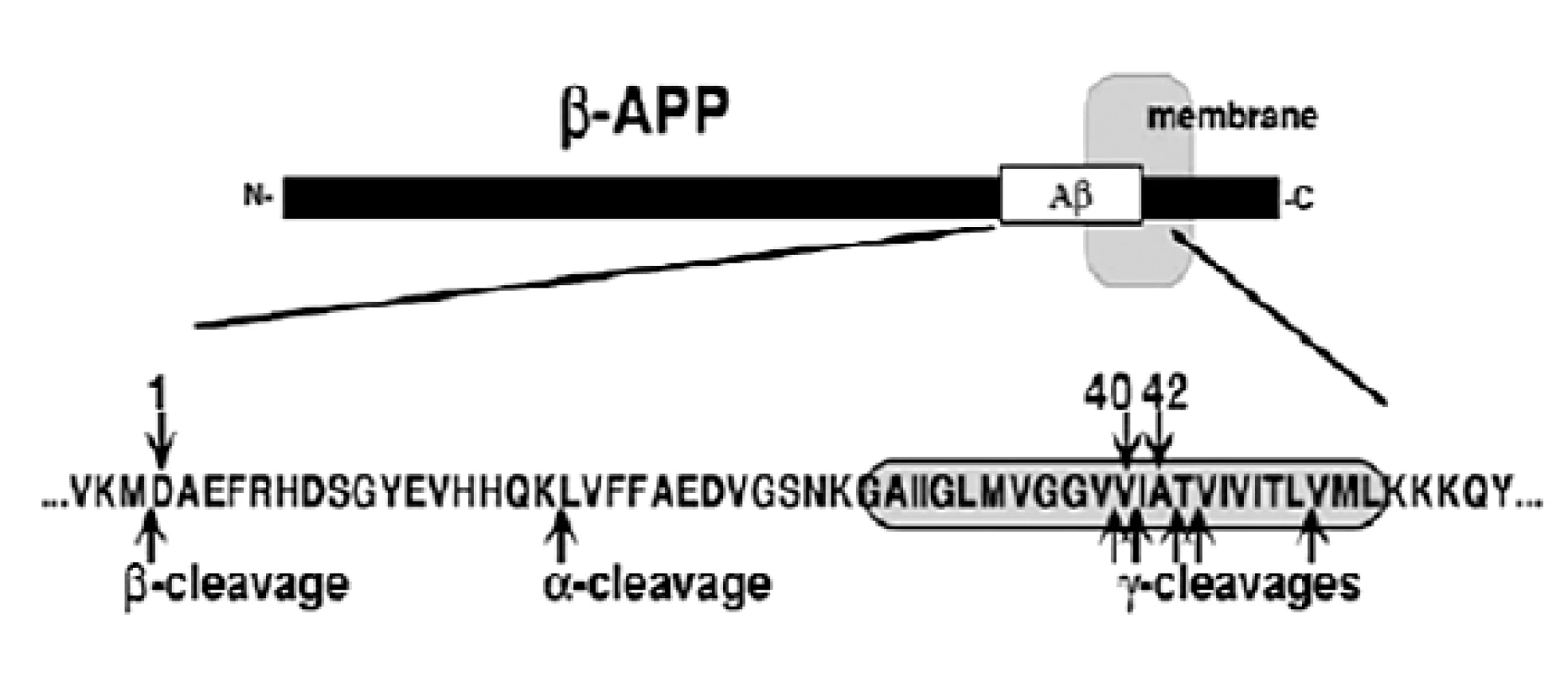 ß-amyloidný prekurzorový proteín (ß-APP)&lt;sup&gt;5)&lt;/sup&gt;