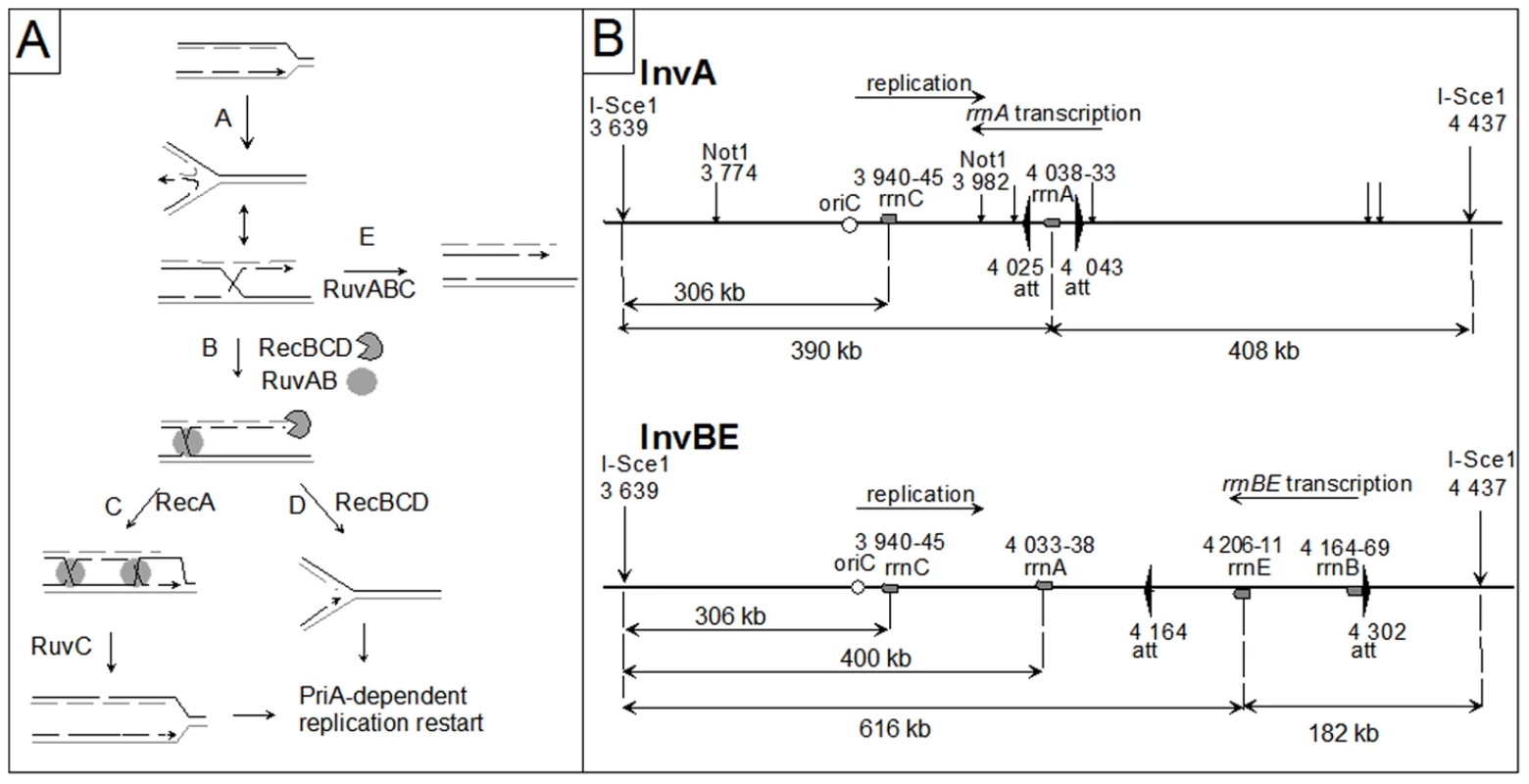Replication fork reversal model and schematic representation of the I-SceI fragment carrying the inverted region in InvA and InvBE.