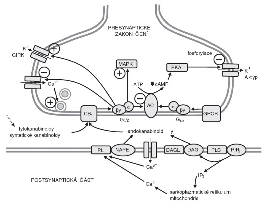 Mechanismy účinku kanabinoidů v mozku (podle [30, 31]). Syntéza endokanabinoidů je iniciována zvýšením koncentrace nitrobuněčného kalcia (vstupem Ca2+ přes napěťově řízené iontové kanály nebo přes interní iontové kanály aktivovaných receptorů; uvolněním z nitrobuněčných zásob), které spouštějí procesy vedoucí k aktivaci fosfolipas (PL) nebo hydroláz. Tyto membránové enzymy katalyzují hydrolýzu membránových lipidů (NAPE) a uvolňuje se anadamid; 2-arachidonoylglycerol je uvolňován z diacylglycerolu (DAG) aktivovanou diacylglycerollipázou (DAGL). Endokanabinoidy, fytokanabinoidy nebo syntetické kanabinoidy aktivují kanabinoidní receptory typu 1 (CB1). Aktivace presynaptických CB1 receptorů vede k aktivaci Gi/o proteinů, které inhibují adenylátcyklázu (AC) a stimulují mitogenem
aktivované proteinkinázy (MAPK). To vede ke snížení produkce cyklického adenosinmonofosfátu (cAMP), inhibici napěťově řízených kalciových kanálů a stimulaci specifických draselných kanálů (GIRK). Inhibice toku kalciových iontů do presynaptických zakončení způsobuje snížené uvolňování různých neurotransmitérů. Snížené koncentrace cAMP vedou ke snížené aktivaci protenkinázy A (PKA), snížené fosforylaci napěťově řízených draselných kanálů (A-typ) a dalšímu zvýšení výtoku draselných iontů. Aktivace CB1 receptorů může také ovlivnit funkci mnoha
dalších receptorů spřažených s G proteiny (GPCR), které aktivují nebo inhibují AC.