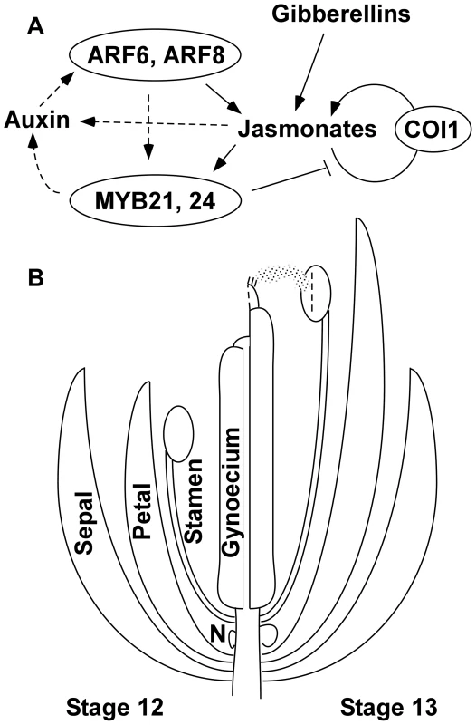 Genetic model of Arabidopsis flower maturation.