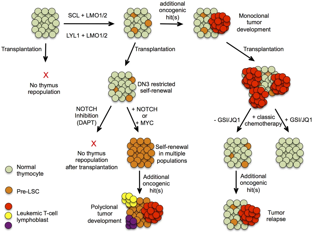 Hypothetical model describing pre-leukemic stem cells formation and T-ALL development in <i>SCL<sup>tg</sup>LMO1<sup>tg</sup></i> mice.
