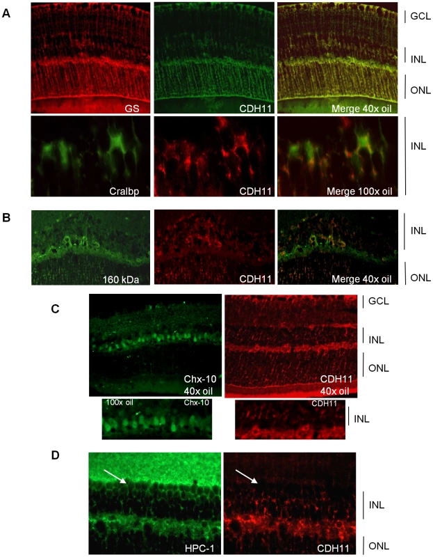 Co-expression of cadherin-11 and retinal cell types in adult retina.