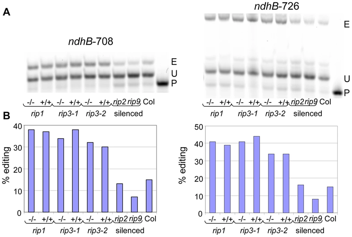 Validation by PPE of two plastid sites detected by RNA-seq.
