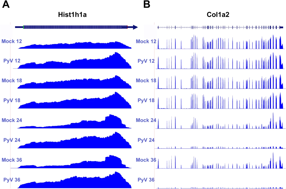 Example of host protein coding transcripts significantly upregulated or downregulated in infected samples compared to mock infection.