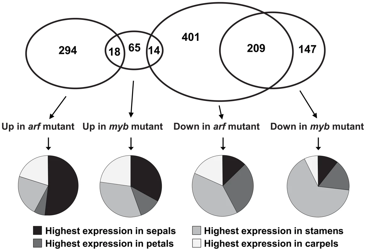 Global analyses of gene expression in <i>arf6-2 arf8-3</i> and <i>myb21-5 myb24-5</i> stage 12 flowers.