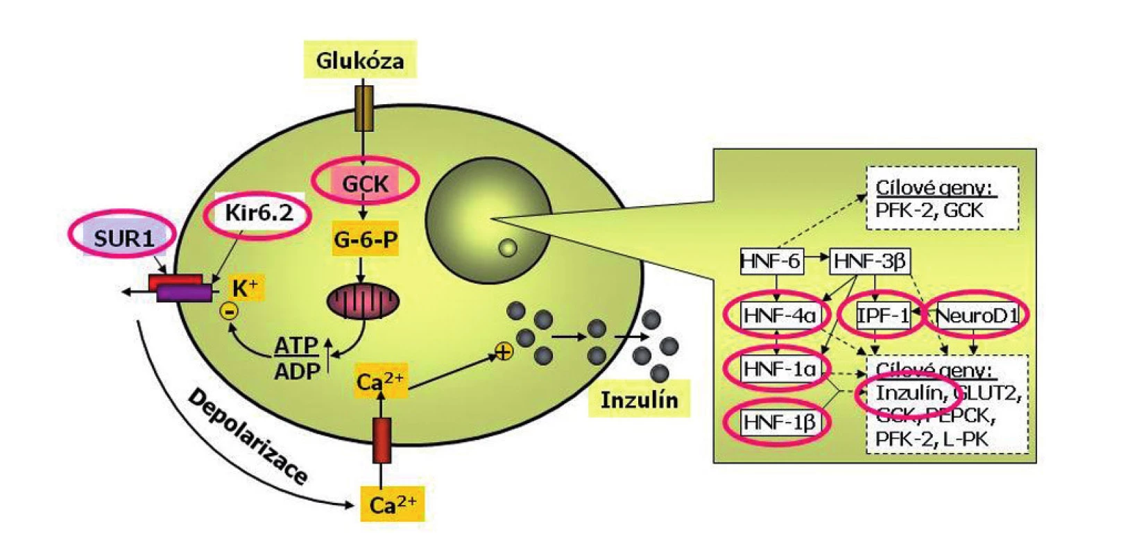 Schéma beta-buňky s vyznačením příčin monogenního diabetu. Beta-buňka je jedna z nejdokonalejších buněk lidského těla. Dokáže trvale sledovat glykémii, vyrábět inzulin do zásoby a vydávat jej do krve s cílem udržovat glykémii v normálním rozmezí a umožnit optimální využití glukózy. Každá betabuňka dokáže za minutu vyrobit až jeden milion molekul inzulinu. Glukóza vstupuje do beta-buňky v závislosti na okolní koncentraci glukózy. V beta-buňce se glukózy ujímá enzym glukokináza (GCK), označovaný jako senzor beta-buňky pro glukózu. Další zpracování glukózy probíhá v mitochondriích a vede ke změně poměru ATP:ADP. To je podnětem pro změnu prostupnosti draslíkového kanálu. Ten má dvě podjednotky – Kir6.2 a SUR1 (tzv. sulfonylureový receptor). Výstup draslíkových iontů z buňky změní membránový potenciál a tím otevře vápníkový kanál. Zvýšení koncentrace vápníkových iontů v beta-buňce je podnětem pro exocytózu inzulinu. Přepis klíčových genů v jádře beta-buňky je kontrolován transkripční regulační sítí. Porucha některého jejího článku může  způsobit tzv. diabetes transkripčních faktorů. Příčinou diabetu může být i porucha inzulinového genu (podle Štěpánky Průhové).