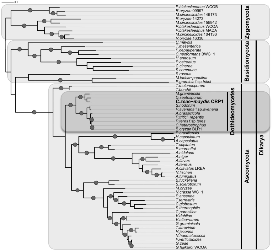 Phylogenetic analysis of Crp1-like proteins.