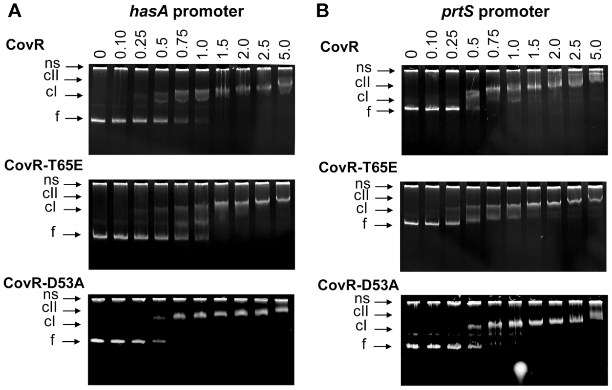 CovR-D53A and CovR-T65E bind CovR-regulated promoters with similar affinity to unphosphorylated CovR.
