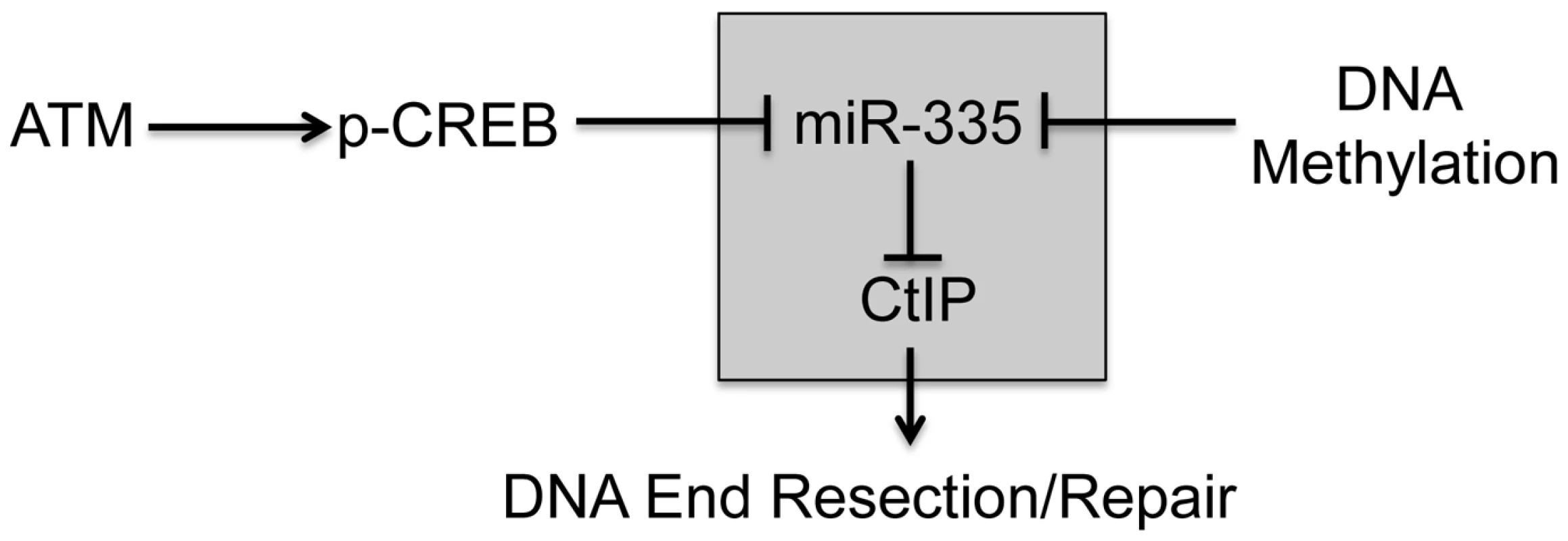 Operational model of ATM–dependent miR-335 DDR modulation pathway.
