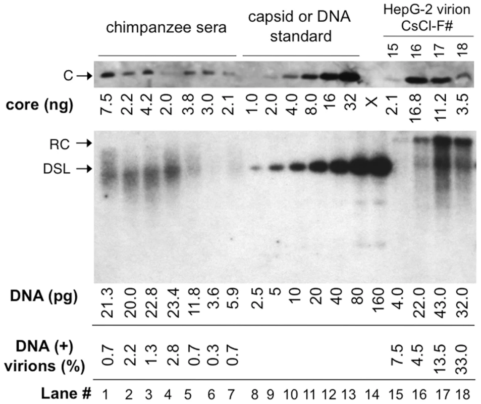 Quantitative analyses of DNA-filled and empty virions secreted by WT HBV <i>in vitro</i> and <i>in vivo</i>.