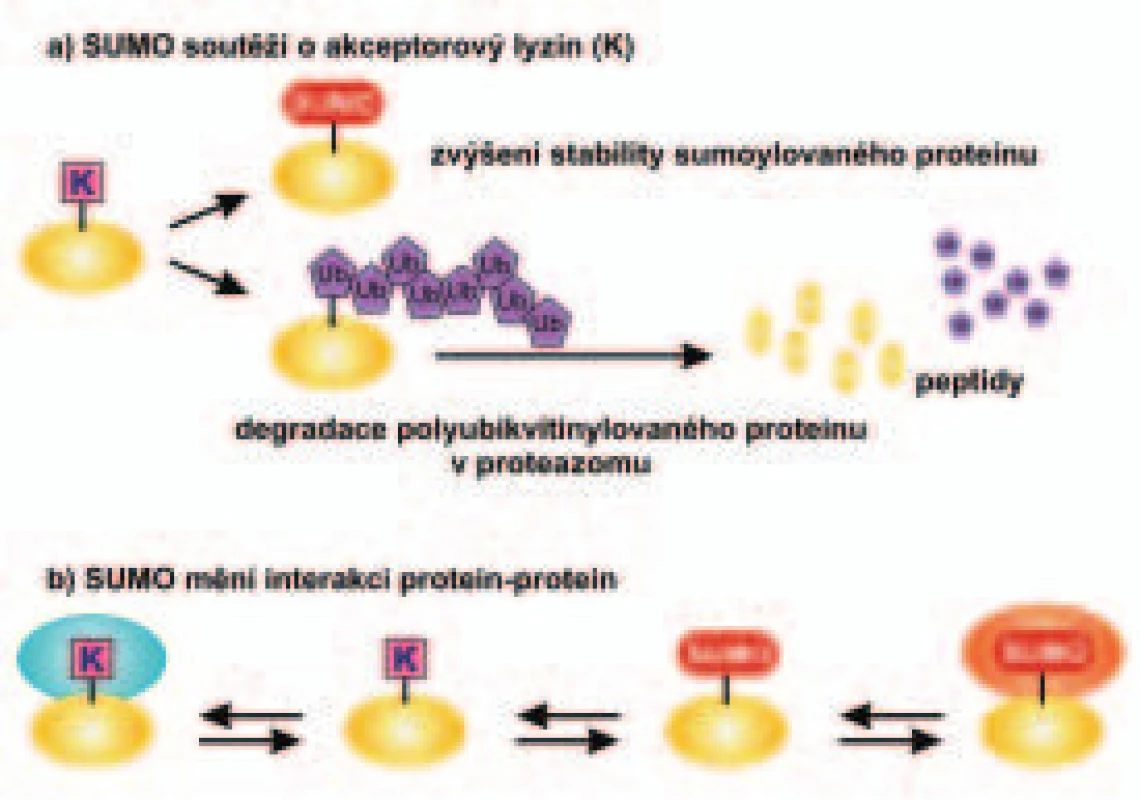 Schéma účinku sumoylace proteinu na jeho stabilitu a interakce s jinými proteiny. 