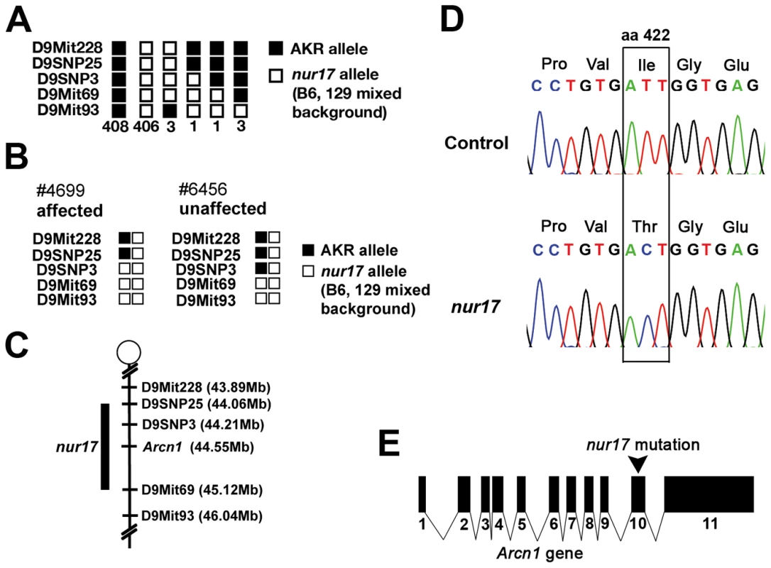 Positional cloning of the <i>nur17</i> gene.
