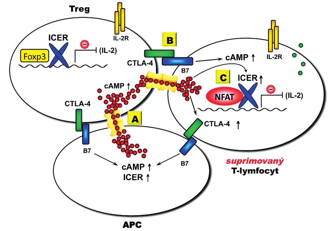 Model Treg-mediované suprese. 
Transfer cAMP je mediovaný GJIC, jejichž vytvoření v imunologické synapsi na povrchu buňky je zprostředkováno interakcemi s CTLA-4 a jejich B7 ligandy (CD80 a CD86). (A) Treg konstitutivně exprimují CTLA-4, které po aktivaci interaguje s B7 exprimovaným na APC, což vede k akumulaci GJICs v imunologické synapsi. Transfer cAMP posiluje supresivní funkci ICER v buněčném jádře. (B) Interakce CTLA-4 s B7 ligandem exprimovaným na aktivovaných efektorových CD4&lt;sup&gt;+&lt;/sup&gt; T-lymfocytech umožňuje transfer cAMP přes GJIC (suprimované T buňky). Transfer cAMP dále amplifikuje expresi CTLA-4, která je mediovaná cAMP. (C) V suprimovaných CD4&lt;sup&gt;+&lt;/sup&gt; T-lymfocytech cAMP umožňuje funkci ICER v buněčném jádře, jenž vede k inhibici produkce IL-2, která je limitující pro funkci Treg.