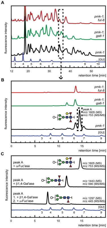 Comparative analysis of the N-glycome in CGL2-resistant <i>C. elegans</i> double mutants <i>pmk-1;fut-8(op498)</i> (red trace) and <i>pmk-1(km25);M03F8.4(op497)</i> (green trace) and the isogenic CGL2-hypersensitive single mutant strain <i>pmk-1(km25)</i> (black trace).