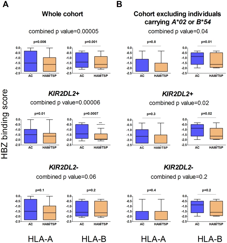 The protective effect of binding HBZ is enhanced by <i>KIR2DL2</i>.