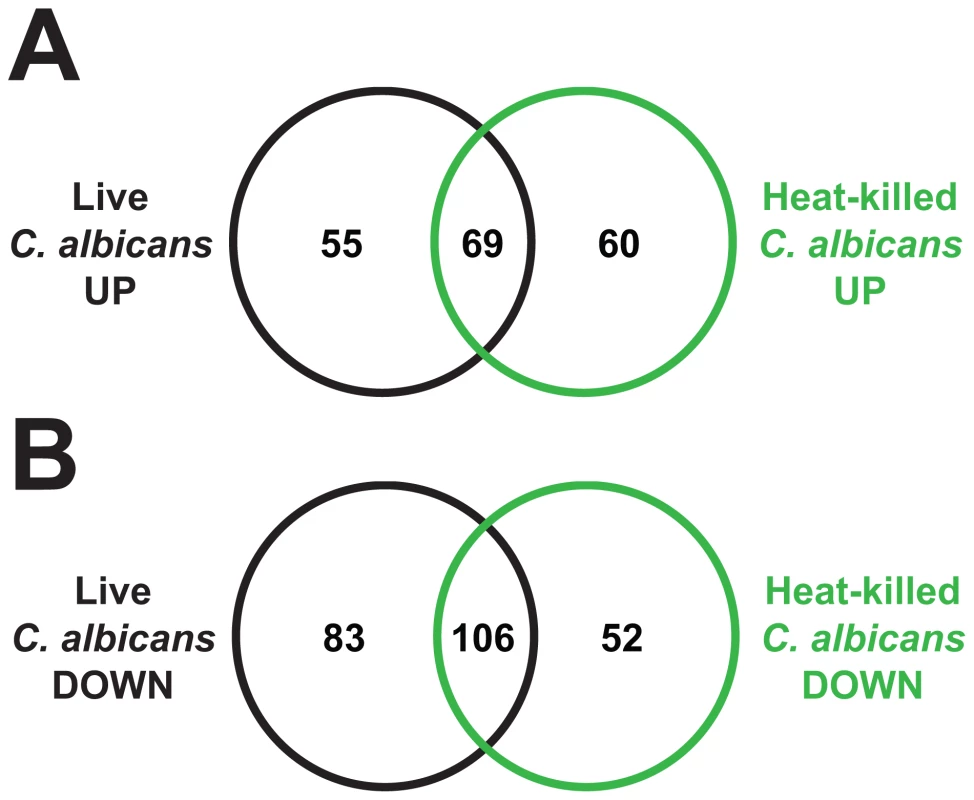 Heat-killed <i>C. albicans</i> yeast cells elicit a transcriptional response in <i>C. elegans</i> that overlaps with the response to live <i>C. albicans</i>.