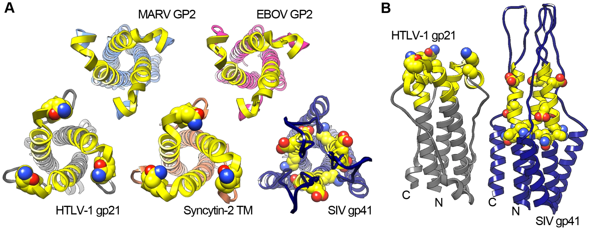 Structural conservation of the viral glycoprotein immunomodulatory region.